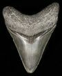 Fossil Megalodon Tooth #45949-1